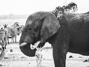 Elephant Cooling