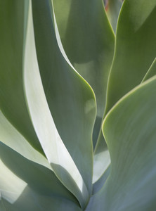 Aloe, 12