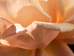 Curling Petals