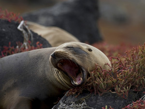 Angry Sea Lion