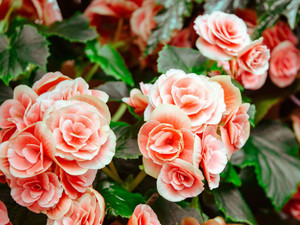 Rose Garden​