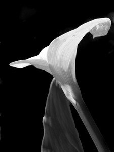 Cala Study 4