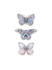 Purple Butterflies and Moths