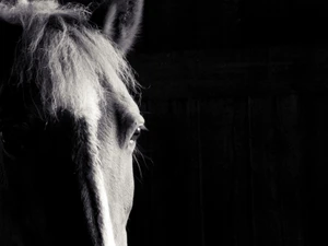 Horse Silhouette