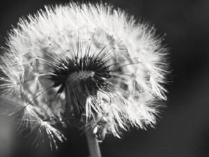 Dandelion in Fall