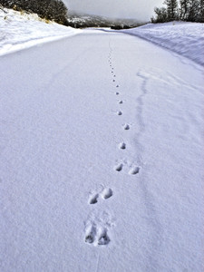 Morning Deer Prints in snow