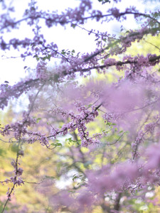 Red Bud Magic 2