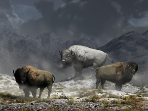 Bison King