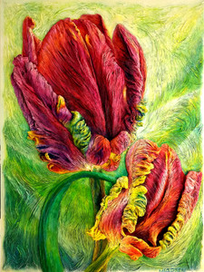 Parrot Tulips