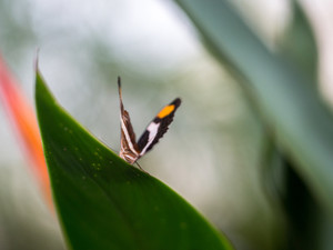 Butterfly​​​​​​​​​​