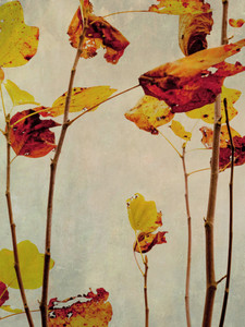 Leaf Silhouett IV