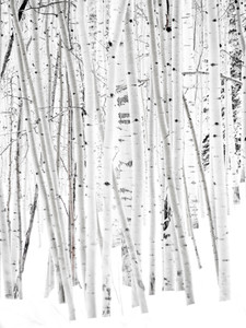 Aspen Ideals​​​​​​