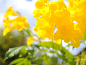 Yellow Flowers​​​​