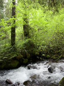Along Cooper Creek, Washington