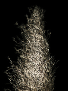 Pampas