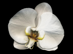 Phalaenopsis #5