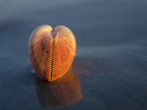 Nemocardium bechei seashell 2780 on the beach