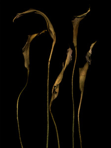 Five Callas