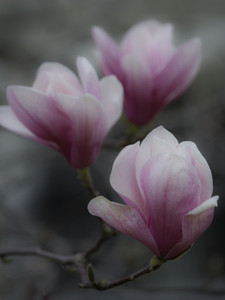 Magnolia Blossoms​
