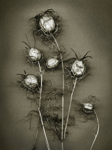 Christine's Thistles