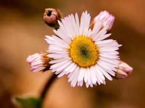 wildflower​