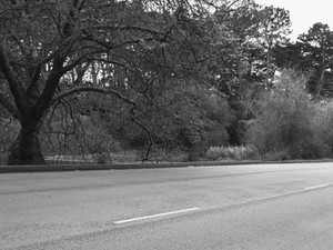 Trees in Golden Gate Park