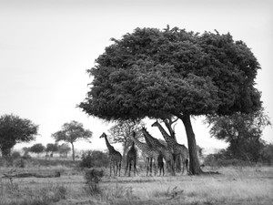 Giraffe Under the Omugongo