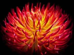 Dancing flower