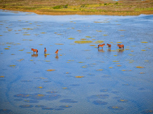 Wild Ponies in Water