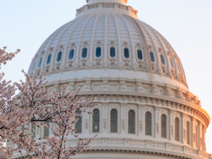 Blossoms by the Dome