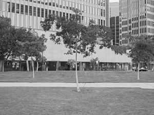 Trees Along Sidewalk (Downtown - San Francisco, CA)