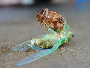 Carport Metamorphosis