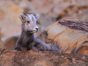 Bighorn Calf