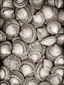 Cockles