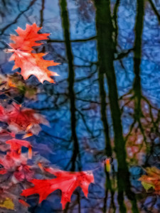 Pond Reflections I