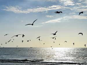 Birds​