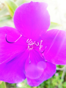 Flower of Beauty​