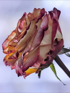 A Rose 2