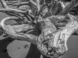 b&w driftwood