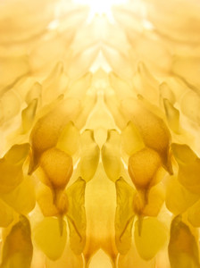 Citrus Pattern TA-3032888