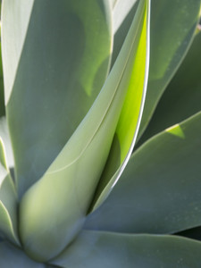 Aloe Aglow, 42