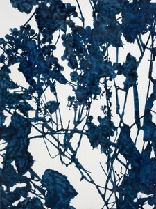 Blue Grape Vines