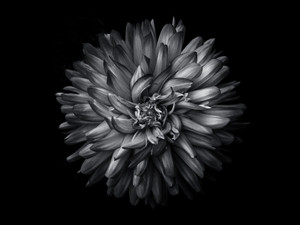 Backyard Flowers In Black And White 20