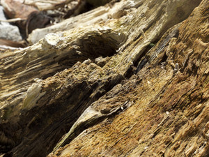 "Natures Language 4"