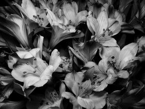 Black and White Bloom