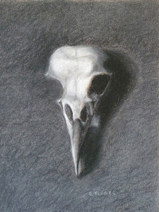 Bird Skull