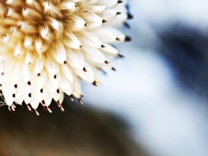 Blow Ball