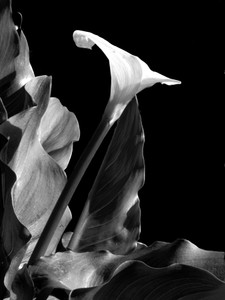 Cala Study 1