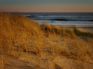 Montauk Grasses
