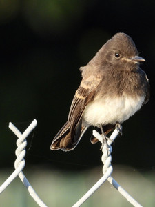 Fence sitter